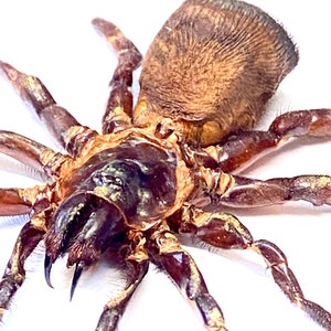 Spider. Cyclocosmia ricketti. Real specimen. image 8