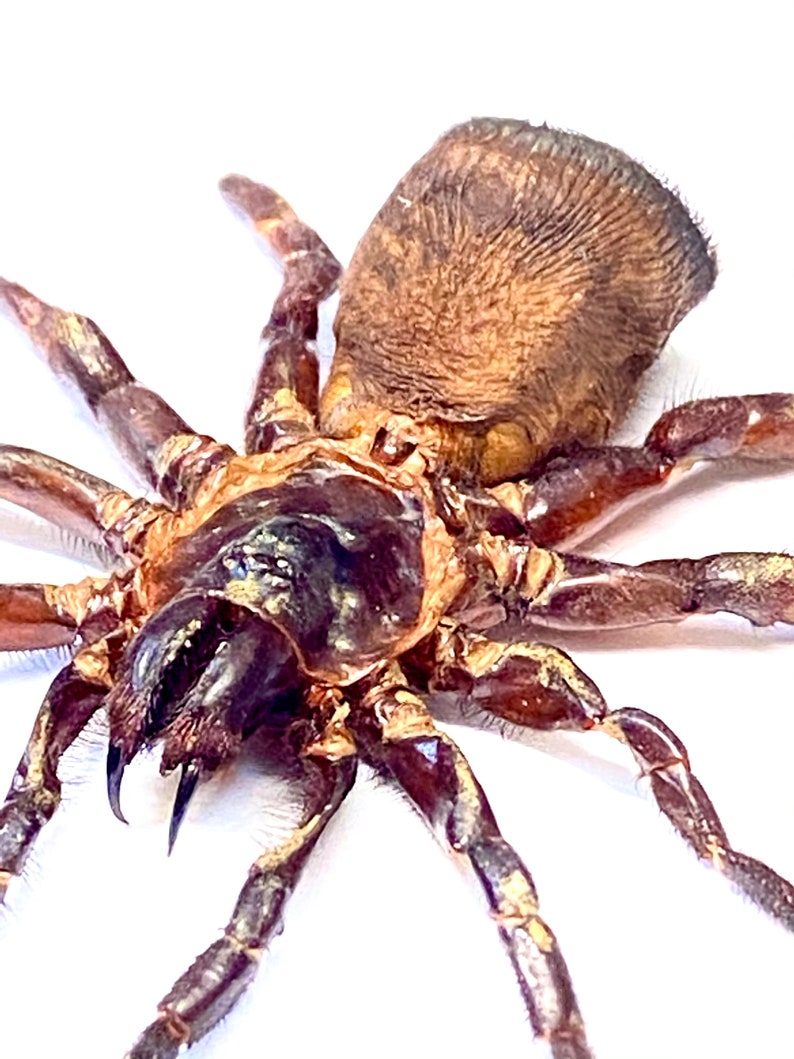 Spider. Cyclocosmia ricketti. Real specimen. image 8