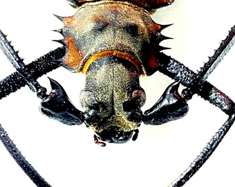 Callipogon armillatus。カミキリムシ。本物の昆虫。昆虫標本