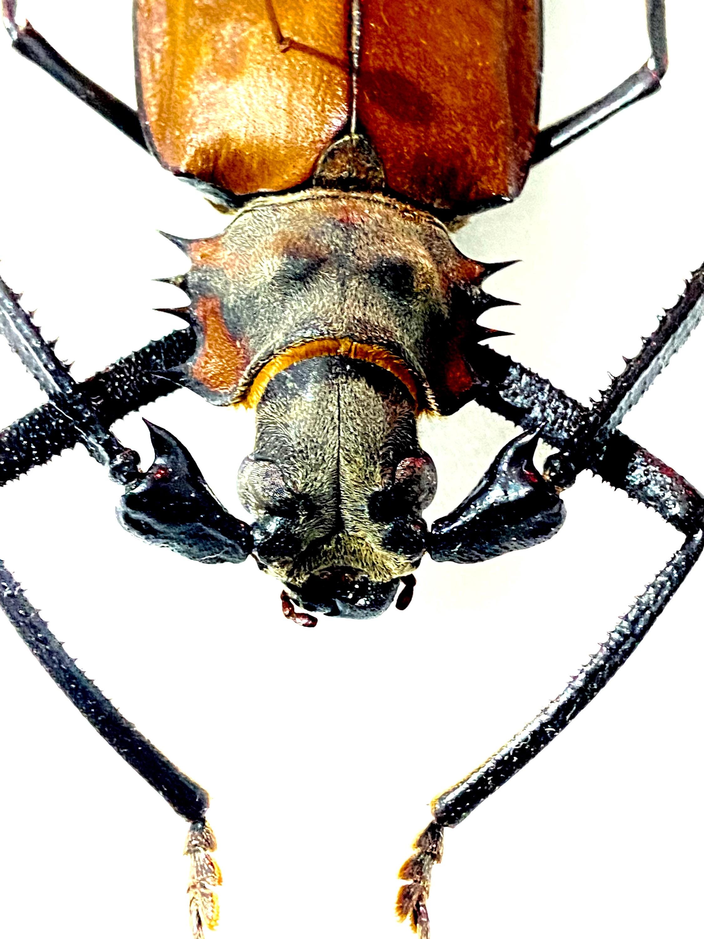 Callipogon armillatus。カミキリムシ。本物の昆虫。昆虫標本
