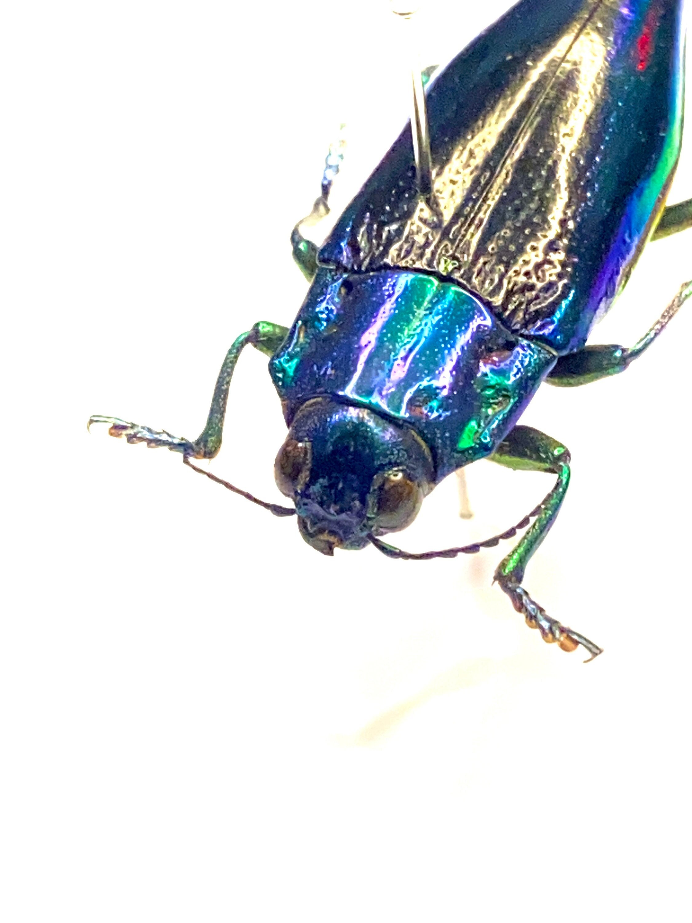 タマムシ（Chrysodema rollei）昆虫標本。タマムシ。昆虫学。美しい