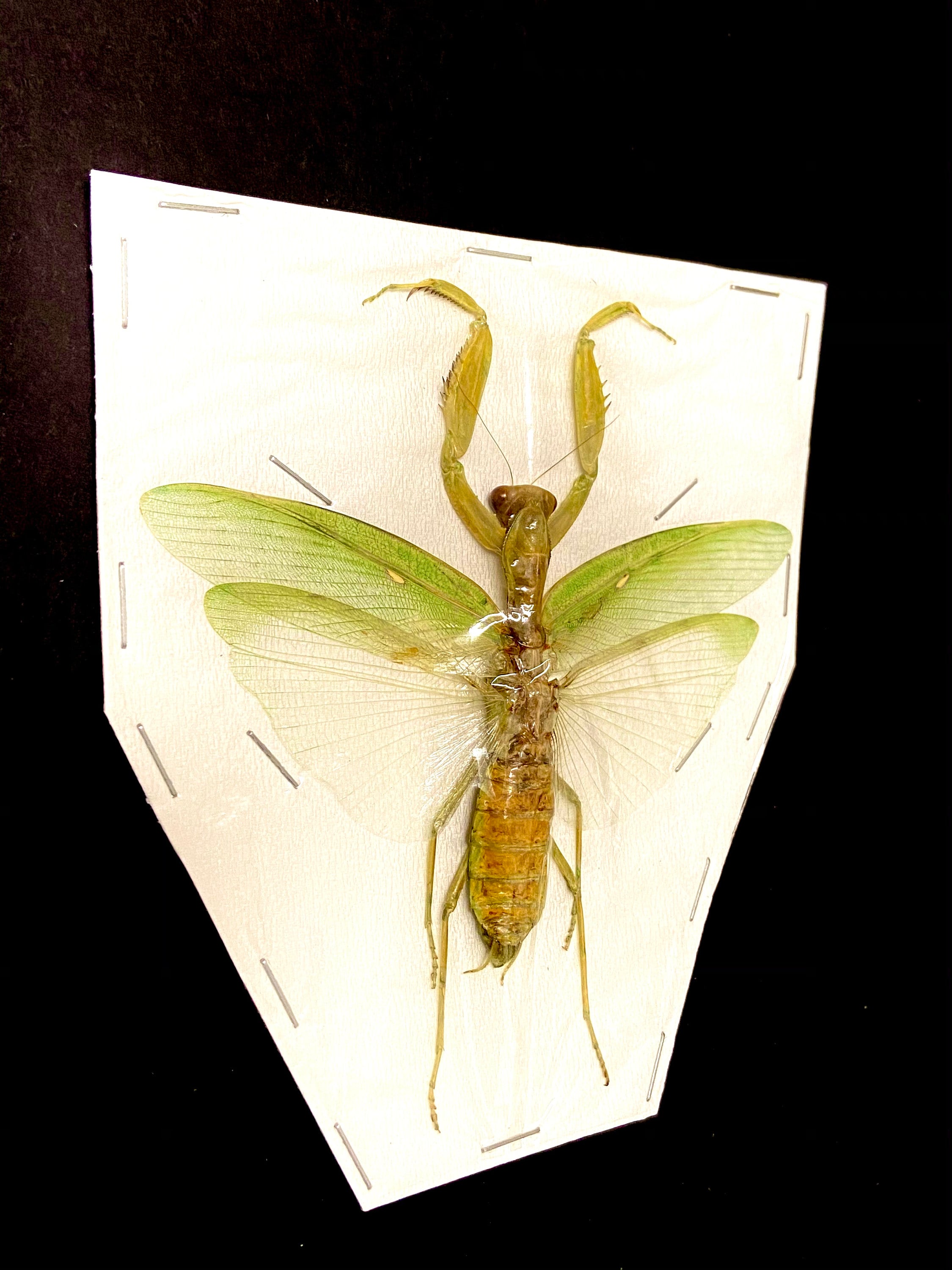 カマキリの大型メス標本のみ。 - Etsy 日本