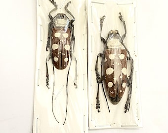 Dolichoprosopus lethalis. Real Longhorn beetle.cerambycidae. Coleoptera. Insectsofbeautyuk. Laminae. Insect specimens. Entomology