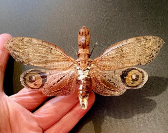 Peanut Head Bug (Fulgora laternaria) real specimen.lantern fly.fulgorid.stick insect.phasmid.praying mantis.insect specimen.insectsofbeauty