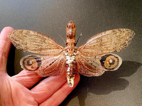 Peanut Head Bug (fulgora Laternaria) Real Specimen.lantern Fly