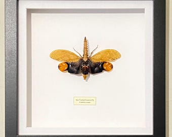 Saw tooth lanternfly. Cathedra serrata.Fulgoridae. Insect specimen. taxidermy. insect art.insectsofbeautyuk.entomology