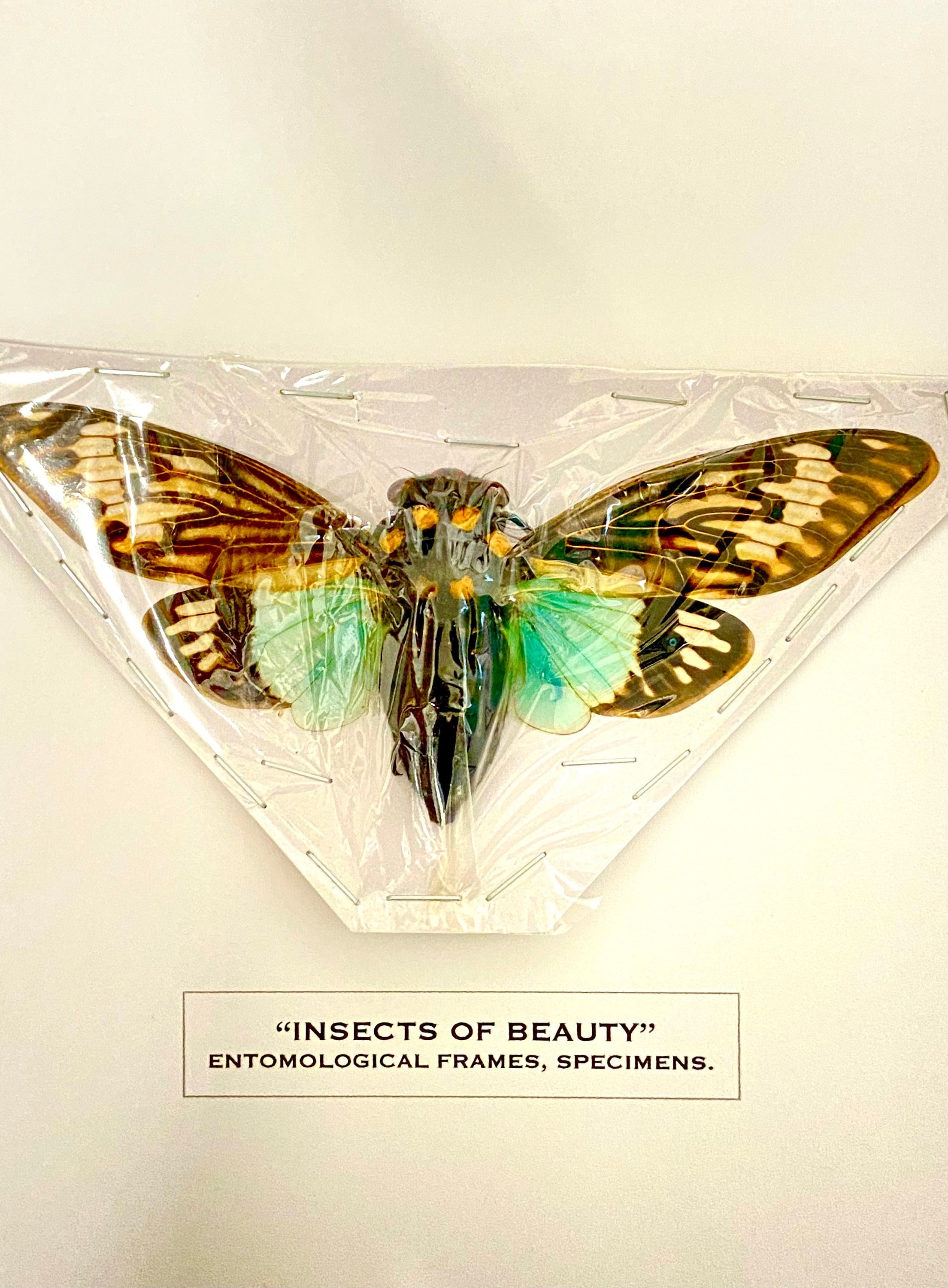 Turquoise Cicada (tosena Splendida) Unframed Specimen - Etsy