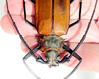 Callipogon armillatus。カミキリムシ。本物の昆虫。昆虫標本