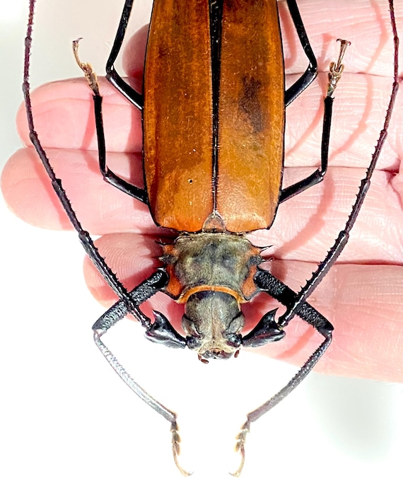 ペルーカミキリムシ　Callipogon Armillatus ？約112mm Callipogon Armillatus.longhorn Beetle. Real Insect. Insect
