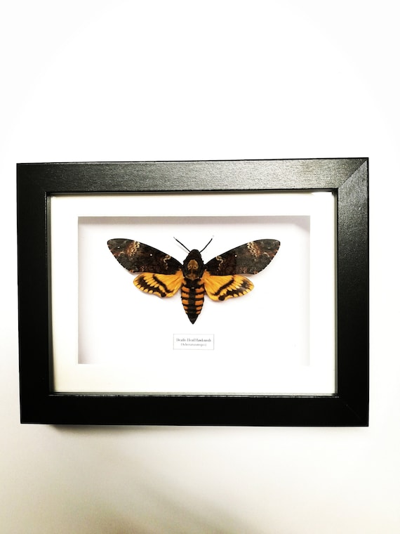 デスヘッドスズメガ（Acherontia atropos）本物の蛾、額入り - Etsy 日本