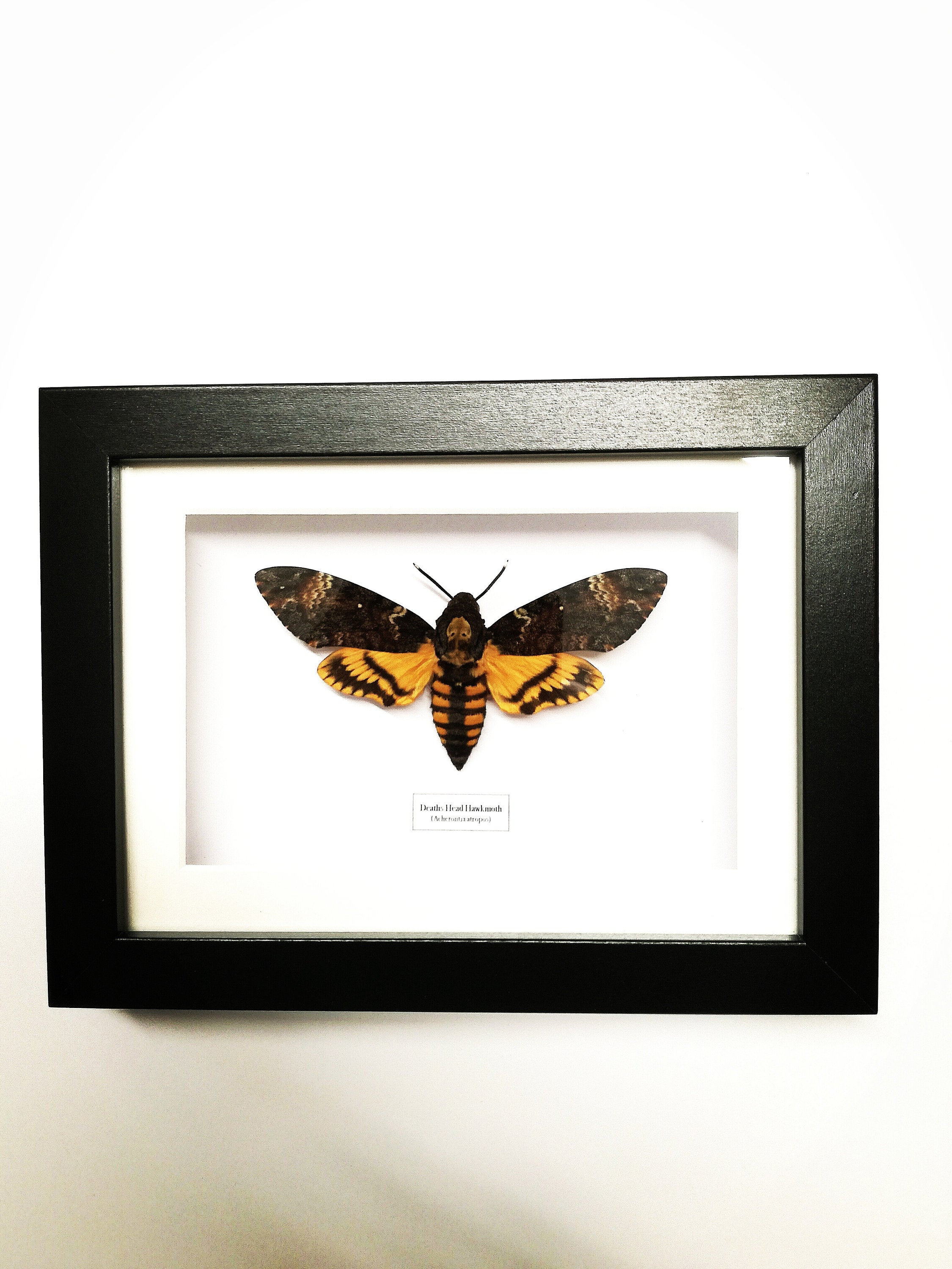 デスヘッドスズメガ（Acherontia atropos）本物の蛾、額入り - Etsy 日本