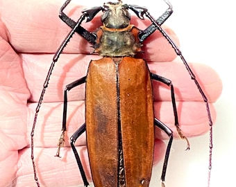 Callipogon armillatus。カミキリムシ。本物の昆虫。昆虫標本