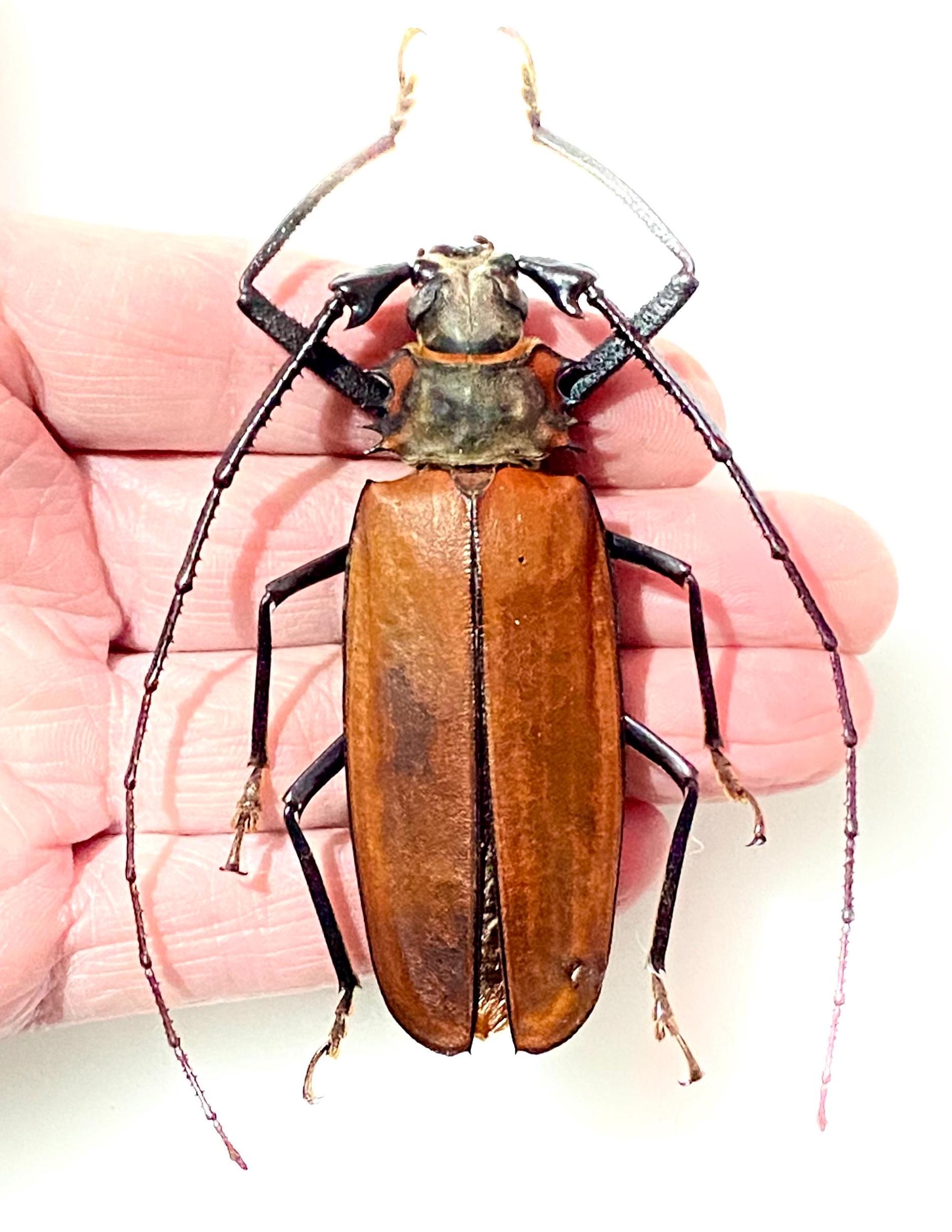 Callipogon armillatus。カミキリムシ。本物の昆虫。昆虫標本