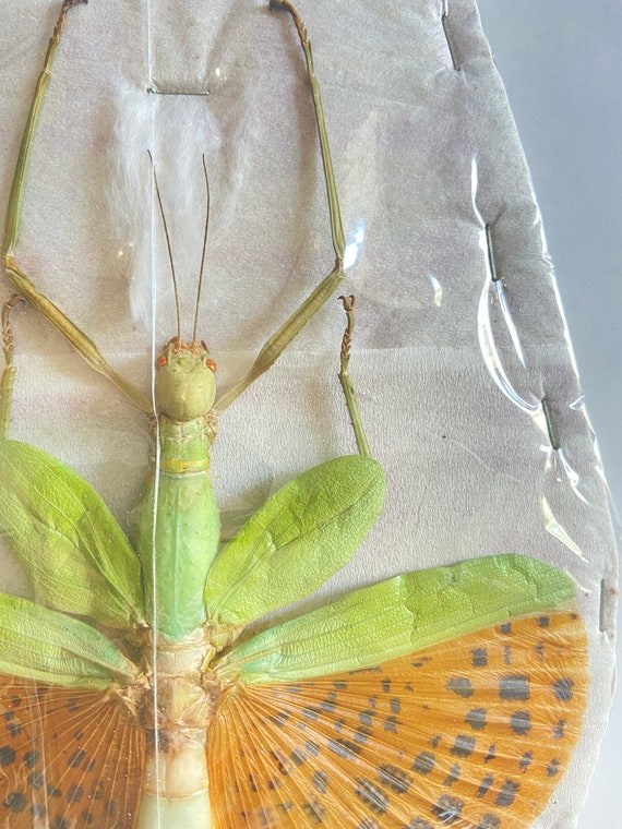 Stick Insect Giant (paracyphocrania Major) Real Specimen Unframed