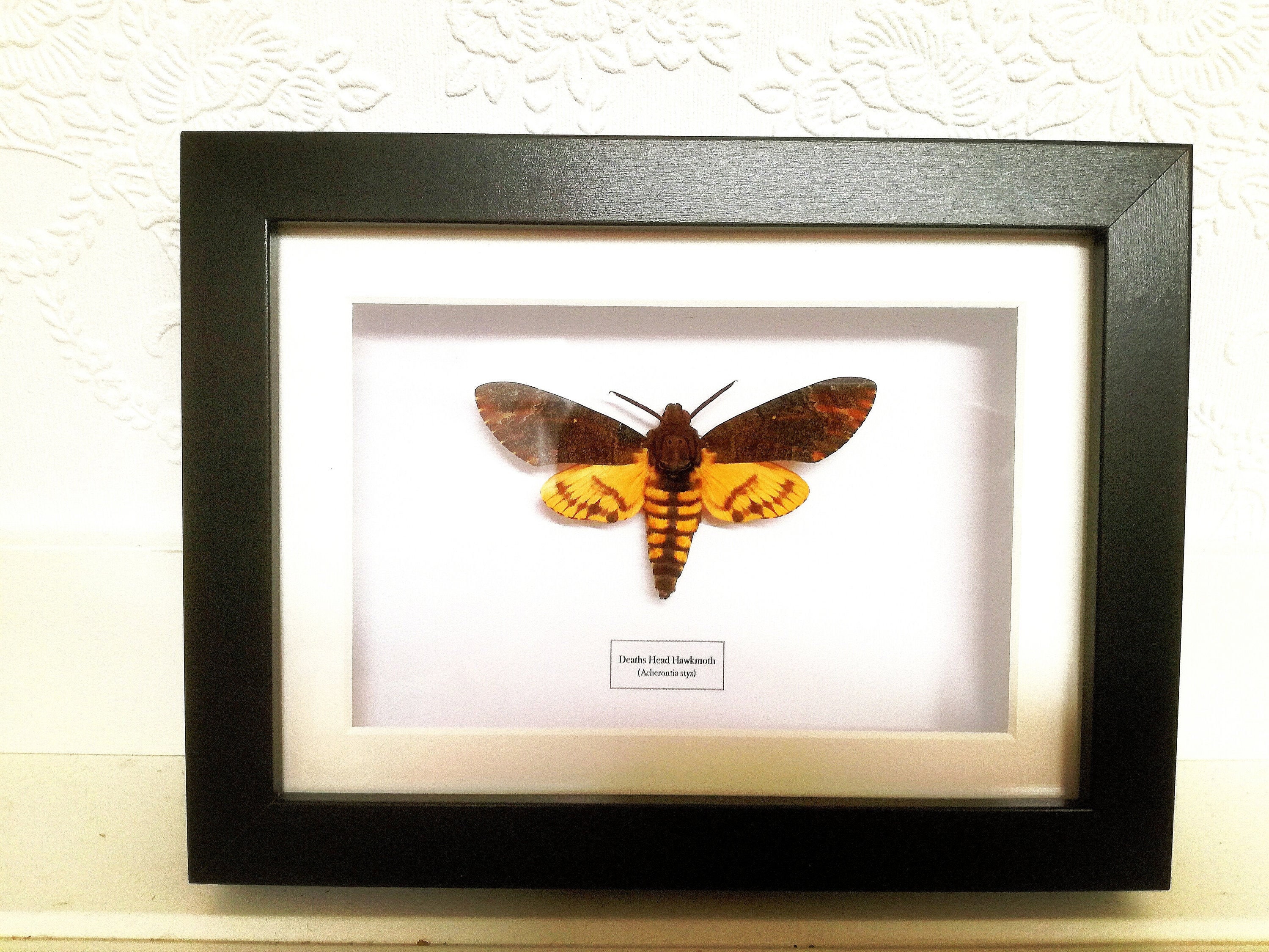 【昆虫標本】Acherontia atropos 10exs. （未展翅） 独創的 昆虫標本】Acherontia （未展翅） 10exs. atropos 標本