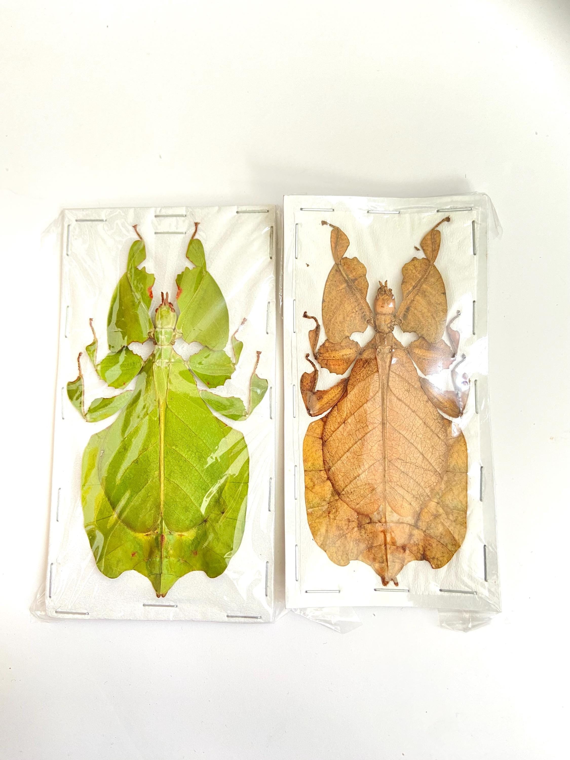 グレイズリーフインセクト（Phylium pulchrifolium）本物の昆虫。葉の