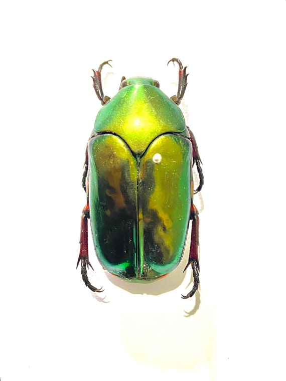 Agestrata oricalcha..タマムシ。コガネムシ。タマムシ科。収集品