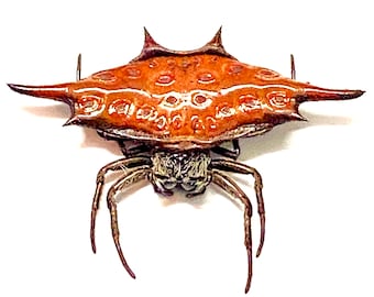 Stachelige Weaverspinne.(Gasteracantha diardi) Spinne. echte Spinne.echtes Insekt.Insektenpräperat. Oddity.Makro. Entomologie.