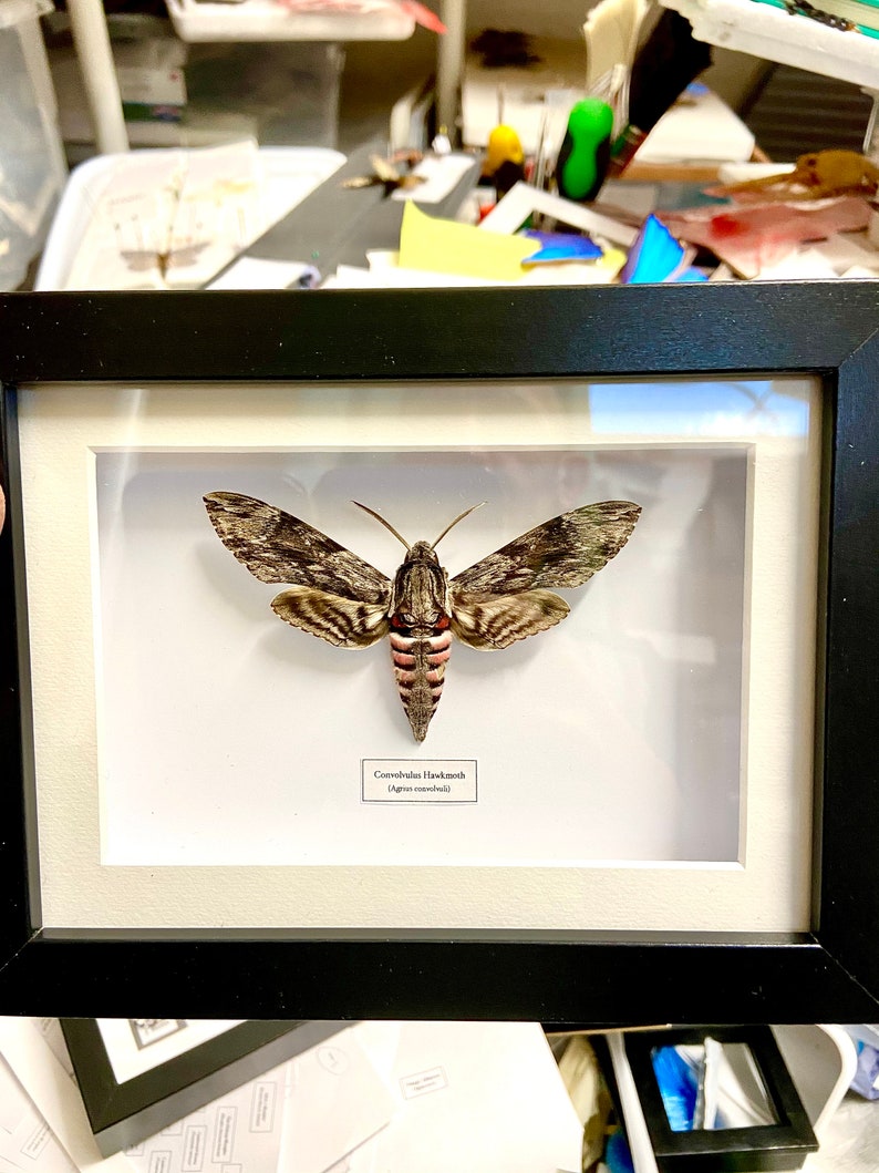Convolvulus Hawkmoth Agrius convolvuli real moth framed. image 2