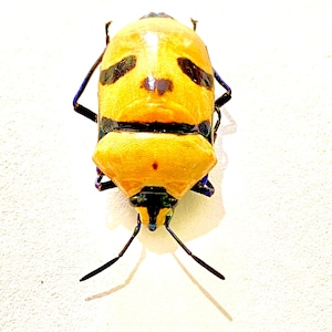Man Faced Bug (Eucorysses grandis) framed real specimen.insect specimen. Real beetle. Insectsofbeautyuk. Beetles. Death head bug.