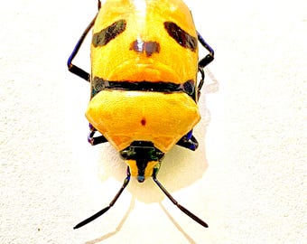 Man Faced Bug (Eucorysses grandis) framed real specimen.insect specimen. Real beetle. Insectsofbeautyuk. Beetles. Death head bug.