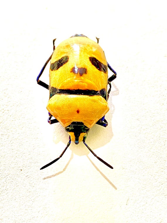 人間の顔をした虫 (Eucorysses grandis) の額入り実物標本。昆虫標本