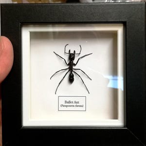 Paraponera clavata - Etsy 日本