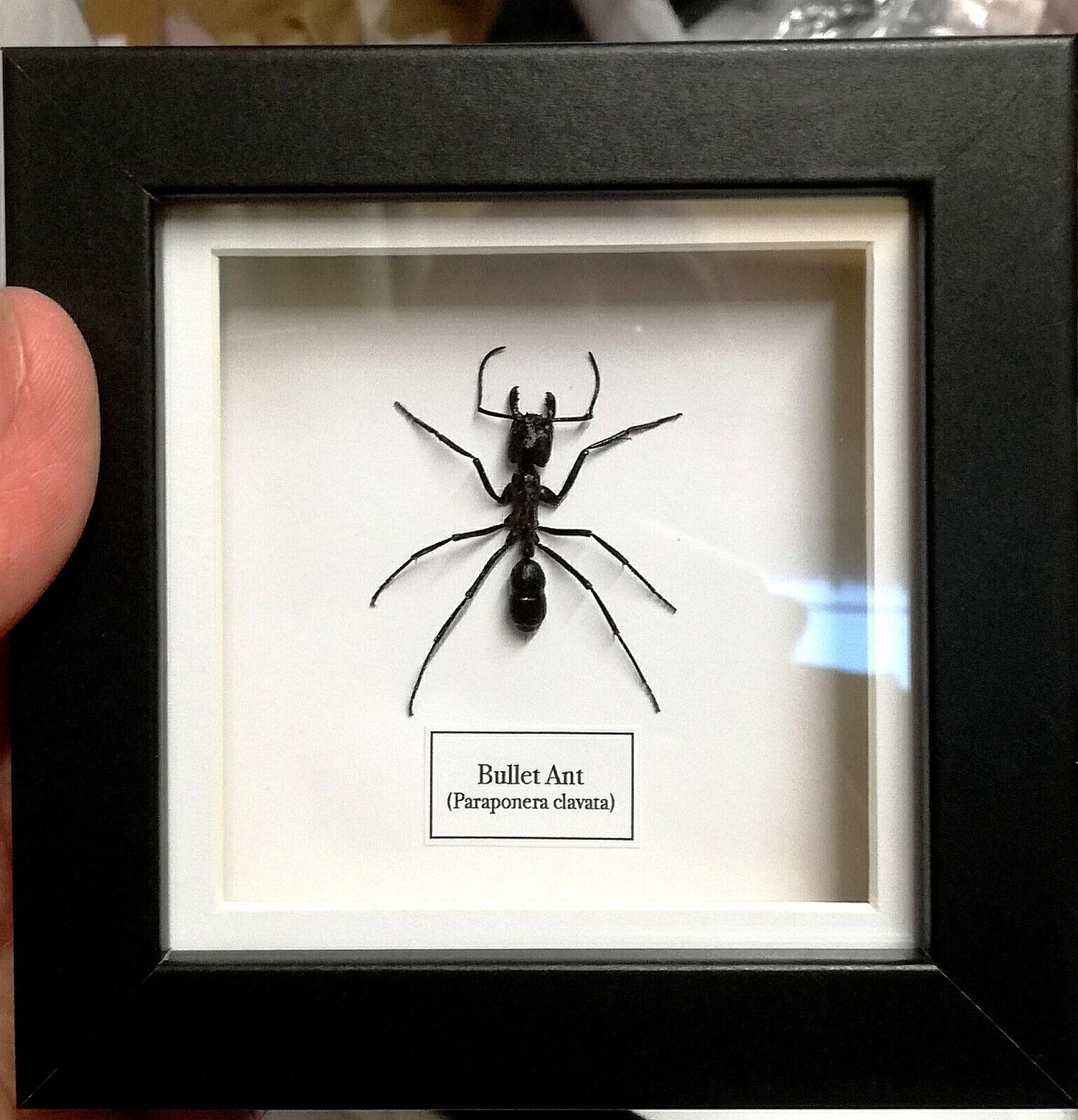 Paraponera clavata - Etsy 日本