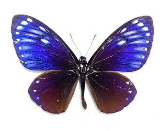Chilasa paradoxa. Swallowtail. Real butterfly. un-set folded wings. Insectsofbeautyuk. insect specimens.