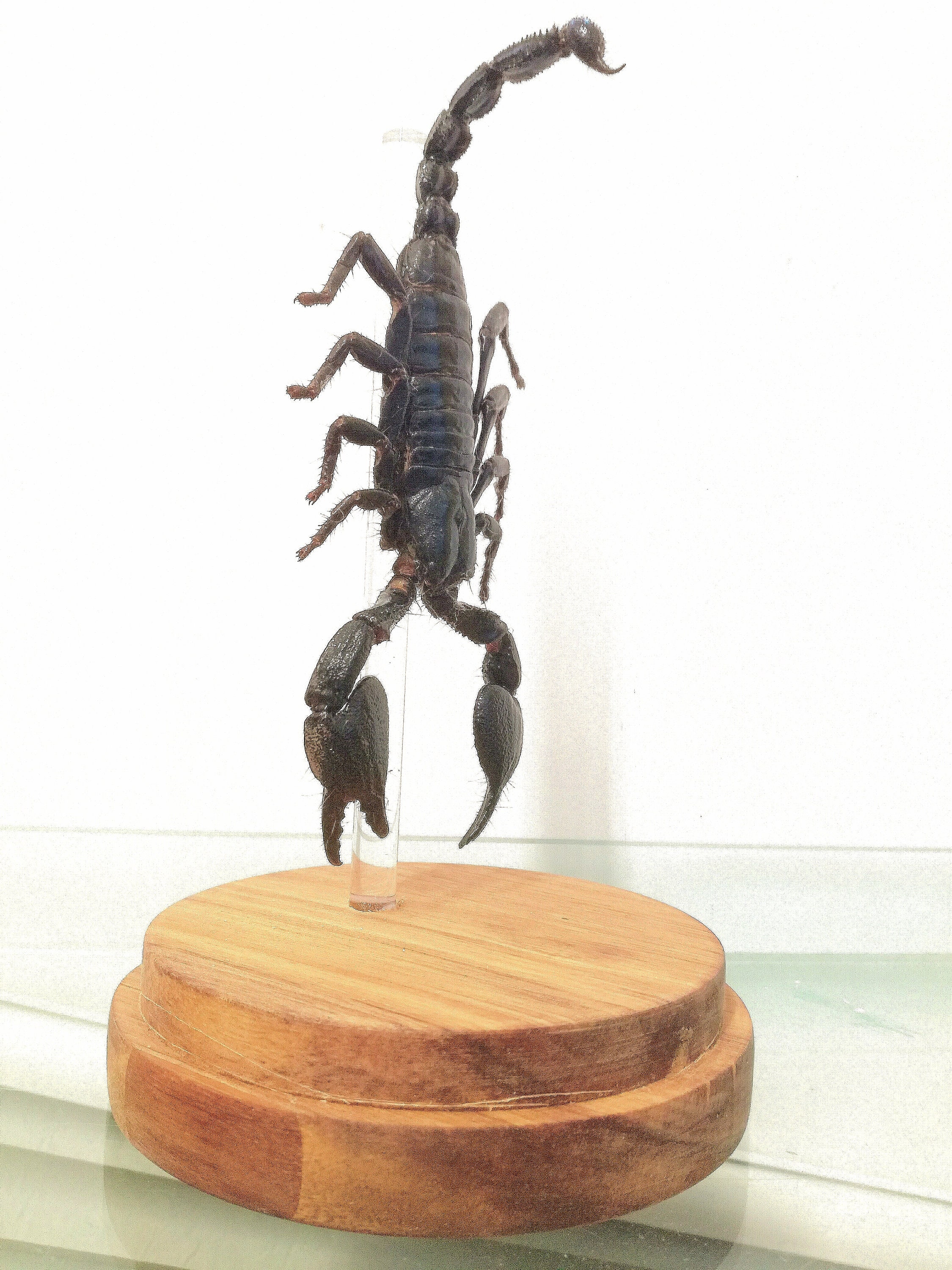Scorpion Giant Forest (heterometrus Spinifer) in Glass Dome