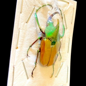 May include: A preserved green and yellow beetle with iridescent wings is mounted on a white background.