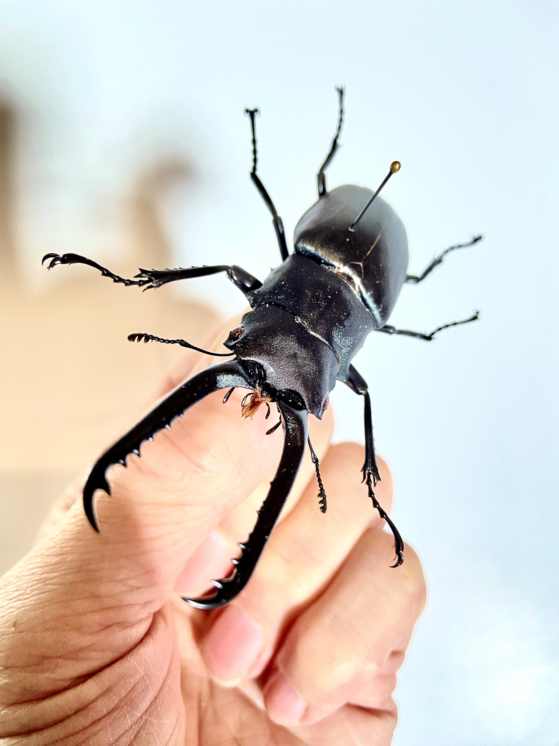 Giraffe Stag Beetle (prosopocoilus Giraffa) Real Specimen. - Etsy
