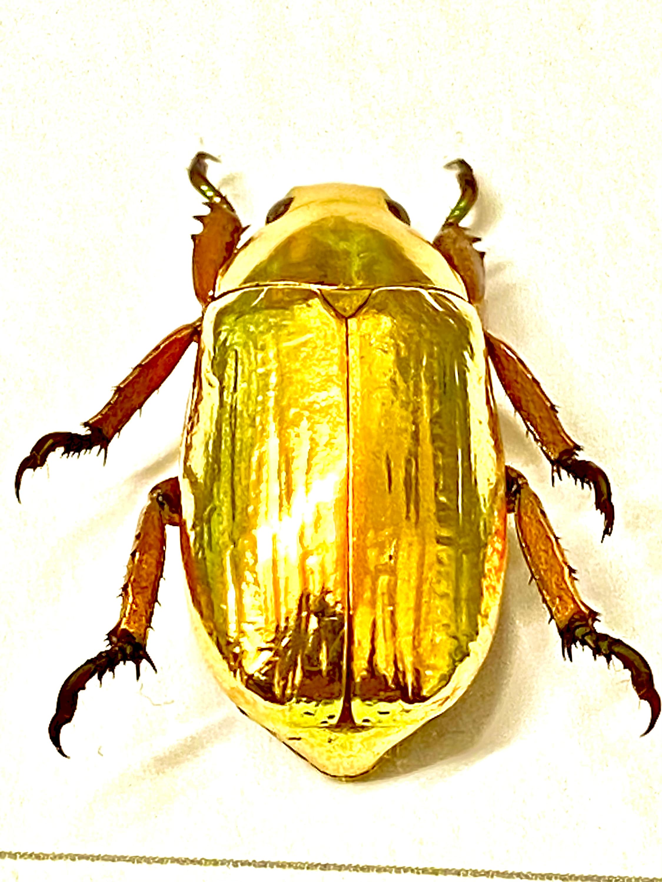 黄金のスカラベ。Chrysina resplendens。金色。本物の昆虫標本