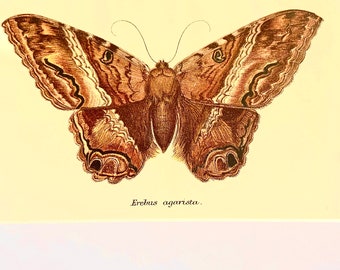 Antique Print/Plate 1897 original. Vintage Butterfly print.