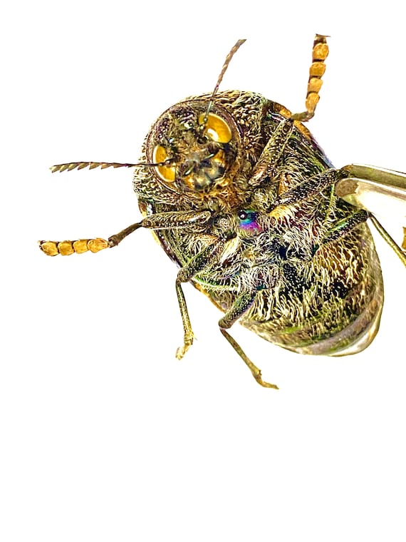 African Jewel Beetle (sternocera Pulchra) Real Insect - Etsy Finland