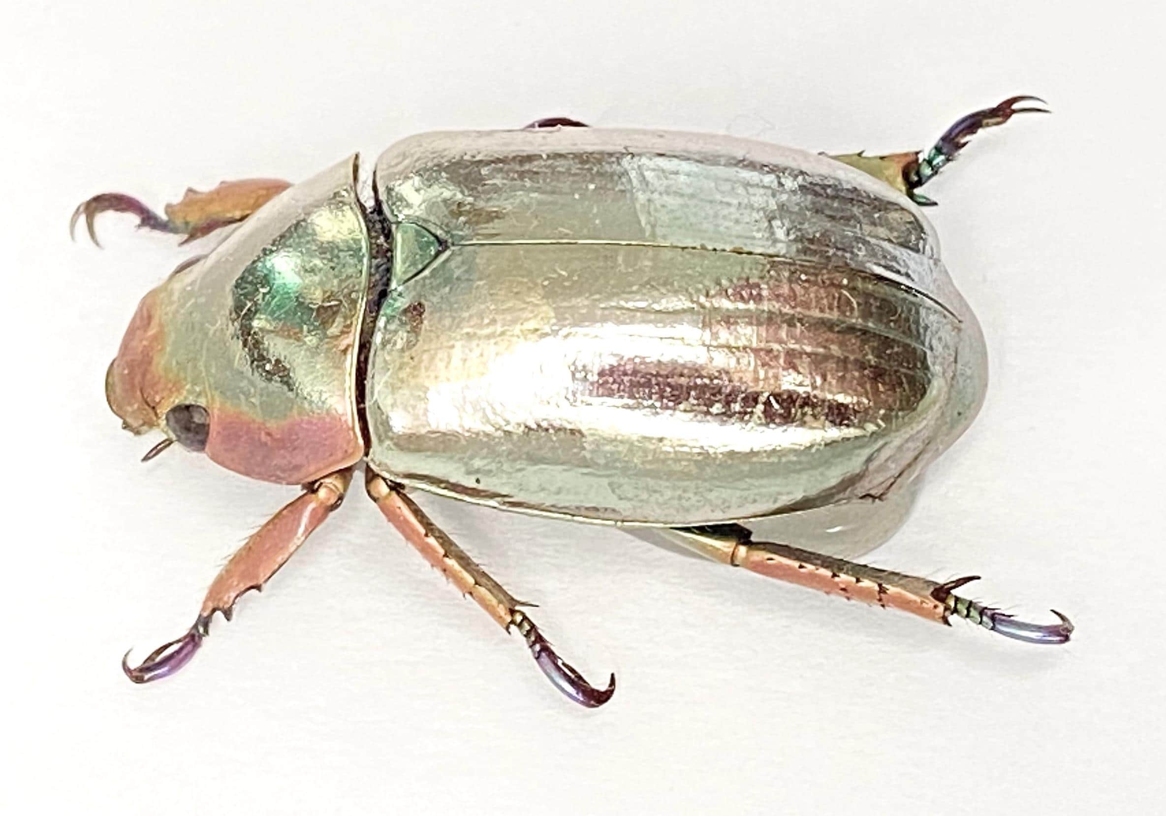 Silver Scarab (chrysina Chrysargirea) Specimen Only. Plusiotis