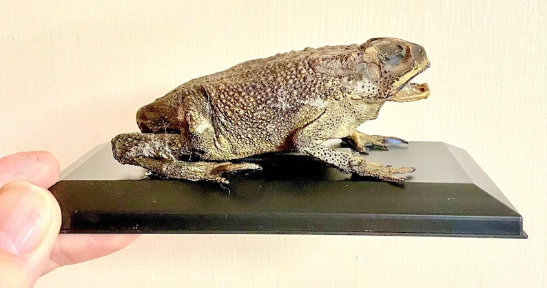 Toad (asian) Real Preserved Specimen in Display Case. Toad. Frog ...