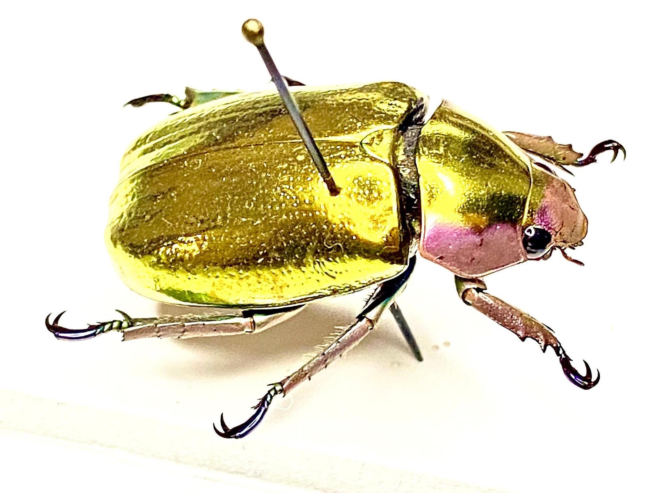 標本 Honduras Chrysina spectabilis 35mm Golden Scarab (chrysina Aurogans) Gold Beetle. Scarab Beetle. Real