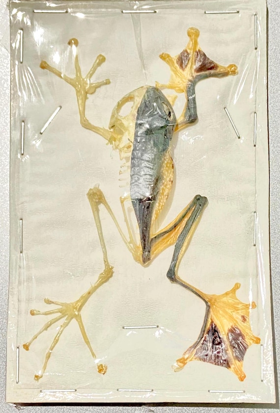 カエルの骨格（飛翔蛙）実物（額装なし）。アオガエル属（rhacophorus