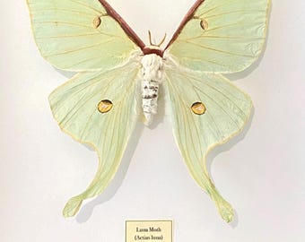 Luna moth. actias Luna. Framed  butterfly. moth. real butterfly. insectsofbeauty. insect taxidermy. real insect. Framed insects