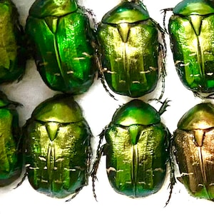 Escarabajo de las rosas (Cetonia aurata). Insecto real. Taxidermia. Insectos hermosos. Bicho. Coleópteros. Gótico. Rarezas. Ejemplar. Venta de insectos. Insectos.