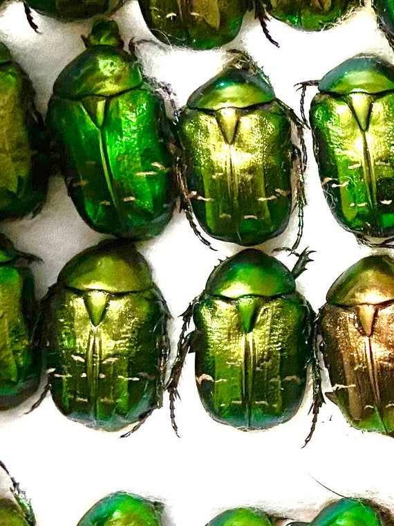 バラコガネムシ(Cetonia aurata)。甲虫。本物の昆虫。剥製 バラコガネムシ(Cetonia aurata)。甲虫。本物の昆虫。剥製