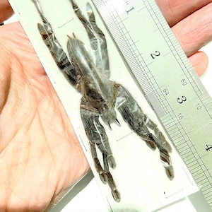 Puede incluir: Un espécimen de tarántula preservado montado en una tarjeta blanca con una regla para la escala. La araña mide aproximadamente 7,6 cm de largo.