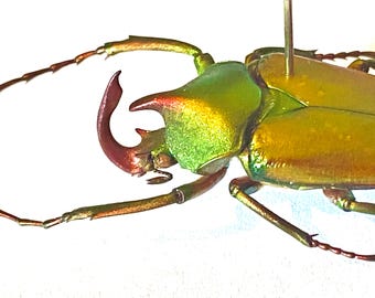 Rhino Beetle. Theodosia rodriguezi. insect specimen. Jewel beetle. Entomology. Insectsofbeauty. Taxidermy. Insect art.cetoniidae insect art
