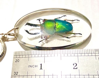 Saw Tooth Beetle.  insect embedded in a resin pendant with key attachment. insectsofbeauty. real beetle.