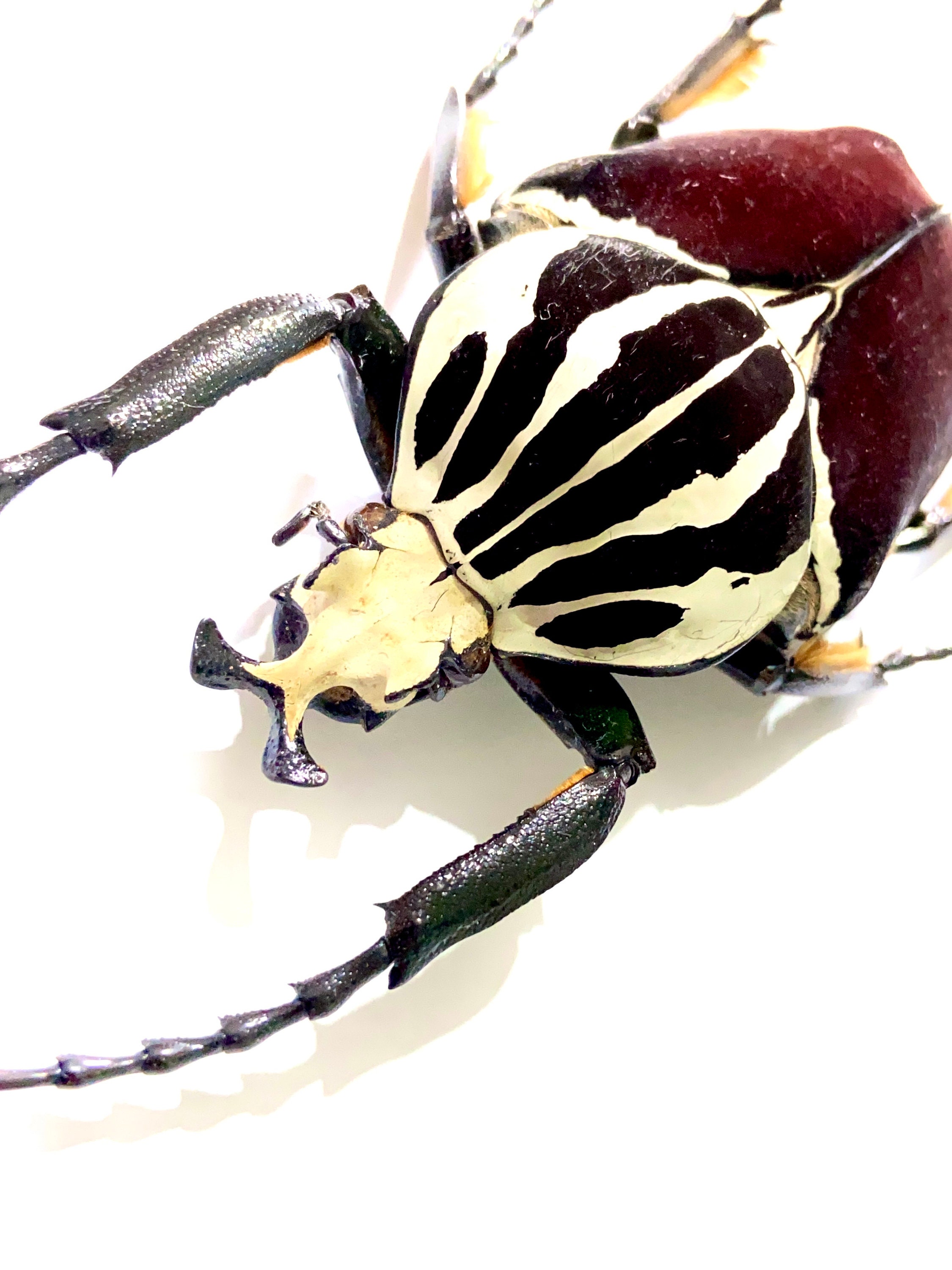 標本 Goliathus goliatus apicalis 85mm CONGO Goliathus goliatus apicalis - BioQuipBugs