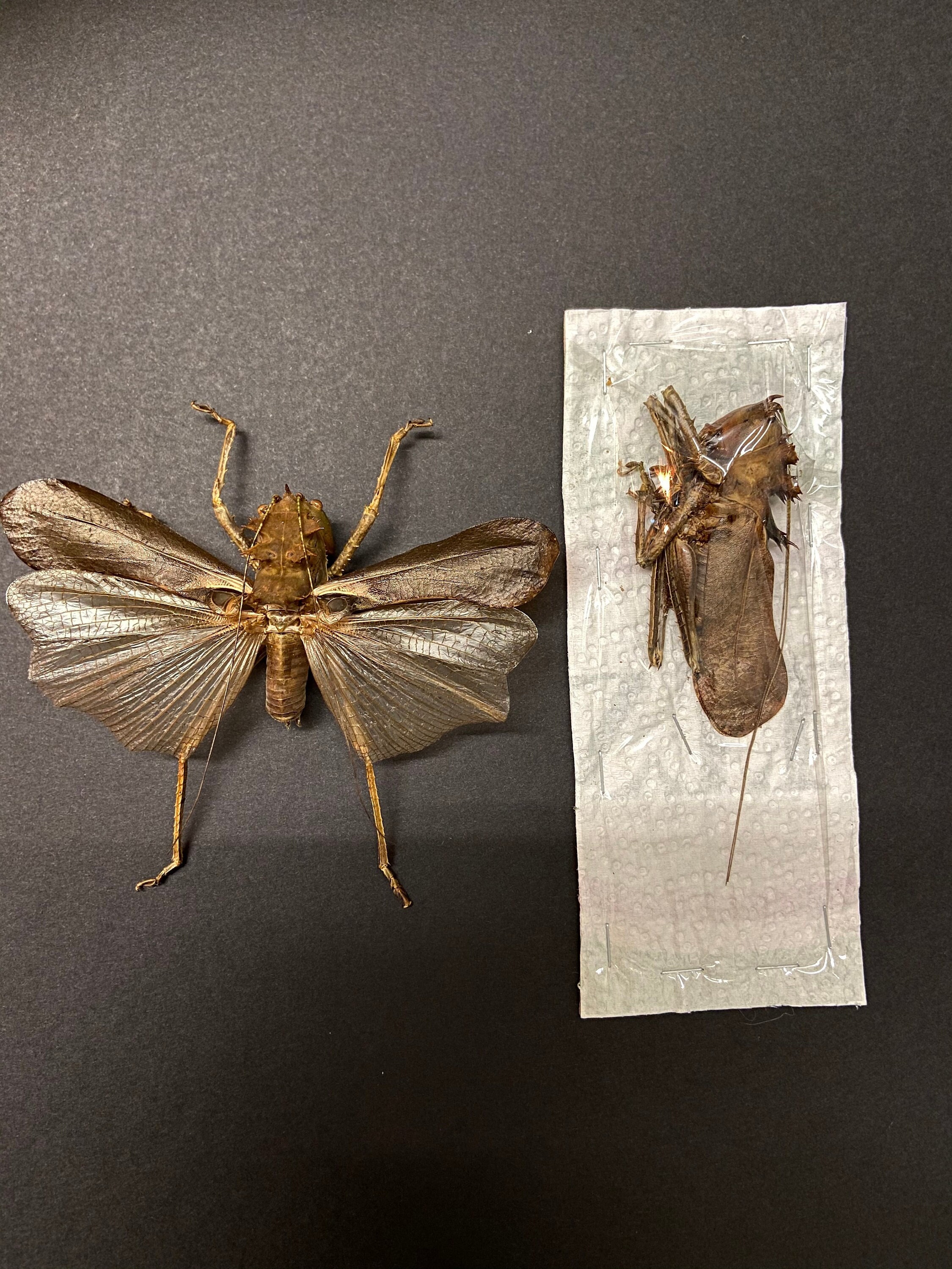 ドラゴンヘッドキリギリス。額装なしの標本。insectsofbeautyuk。昆虫