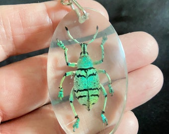 本物のカブトムシ昆虫キーホルダー本物の昆虫剥製昆虫学虫キーチェーン
