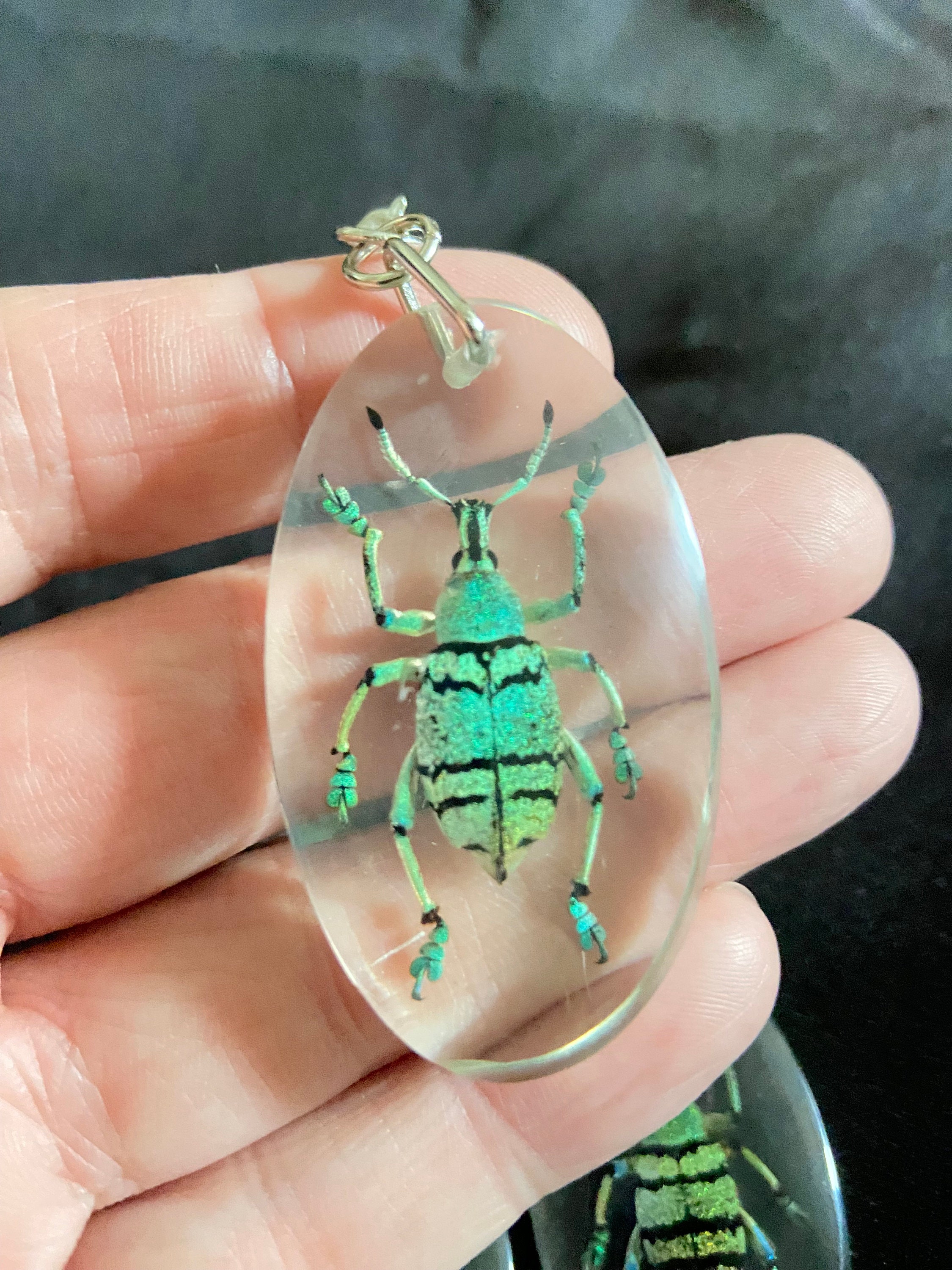カブトムシのキーホルダー。本物の昆虫です。 - Etsy 日本