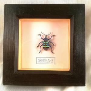 Magnificent Weevil (Eupholus magnificus) framed.